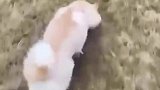 狗狗日常知识你知道吗