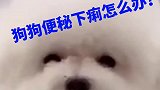狗狗日常知识你知道吗？