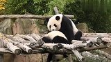 熊猫宝宝淘气玩耍，妈妈在一边满脸宠溺，下一秒画风就变了