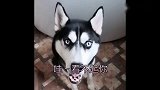 哈士奇和小姐姐“聊天”，这一句一句的，莫不是成精了？