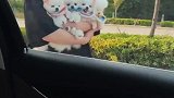 女子一下养了四个小狗狗