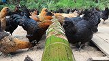 竹木鸡食槽省粮又卫生