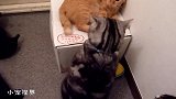被打的橘猫一脸郁闷：我午个休，招谁惹谁了