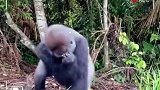 喂大猩猩吃东西