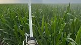 用机器给玉米地浇水，效率是人工浇水的几十倍