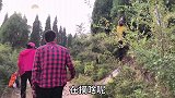 农村小伙上山挖野菜，偶遇村民在柏树上采摘这种东西？