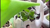 妈妈的智慧之有效浇花不浪费一滴水
