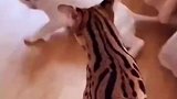 也不知道这是啥猫，穿个小豹纹