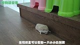 这样可爱的小刺猬你见过吗