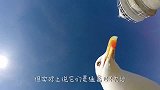 海鸥抓住一只野兔，嚼都不嚼直接整吞进肚，太生猛了