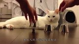 猫咪以为自己是“人”，做出的反常举动，常常把主人吓到了