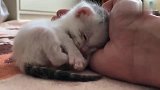 捡了一只被遗弃的小猫，窝在手心不肯走了，好像在说：我很好养的