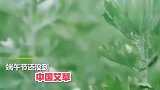 中国艾草变金条引国外疯抢,多个国家都拿中国艾草当宝了!