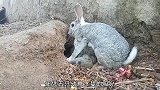 兔妈忘了4天未喂养的5只幼崽！喂完后无情离开，兔宝宝该何去何从