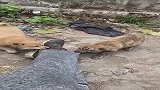 决定好了，今晚先吃你