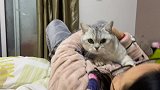 主人抱着猫咪狂亲，猫咪生无可恋，我犯了什么错你要这样对我