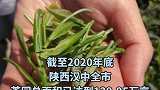 陕西汉中成为西北地区最大的茶产业基地