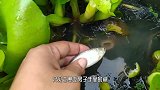还有这么聪明的鱼守在鱼洞张开大嘴巴，一口吞下小鱼！