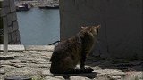 神奇！爱思考的猫咪遇上“镜子里的自己”，这场景太不可思议了