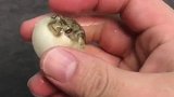 这英文念的我都怀疑人生了