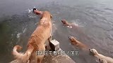 男子下河游泳，只金毛还以为主人溺水了