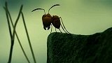 经典动画昆虫总动员，蚂蚁们打仗原来这么刺激