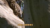 巨蜥为了抓负鼠爬进了它的老巢，展开了疯狂的厮杀，结局是这样的