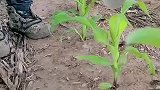 手捏式施肥器，施肥效果杠杠的