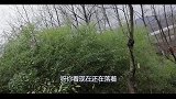 胖姐做香辣“鱼2宝”解馋，香辣过瘾，味道真棒，网友：太馋人了