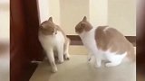猫咪：看见镜子中的自己！