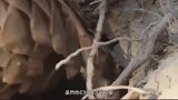 穿山甲挖洞，速度到底有多快呢镜头记录全过程
