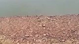 这鱼的运气是有点子背