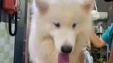 狗狗日常：你还真别说，打理干净过后的萨摩耶真是漂亮