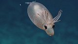 夏威夷深海现一罕见生物，身体半透明却形似小猪，瞬间吸粉无数
