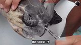 海龟的鼻孔被十几厘米的吸管堵住，解救的过程太让人揪心！