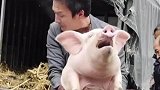 这样称猪的，我还是第一次见