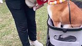 这俩真可爱，还坐在婴儿车里