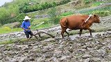 男子带自家牛出门散步，不料牛要跳河，主人拉都拉不住