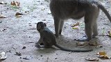 猴妈收拾它一点不含糊，托马纳德好无赖，网友：我也是这样长大的
