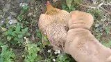 狗子：你别动，这鸡我们今天吃定了！