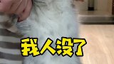 我家猫做梦都没想到是这样的结局 猫咪的迷惑行为  沙雕猫咪的日常
