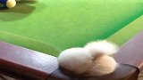 茶杯犬：看什么看，我屁屁都卡住了还不赶紧扶一下