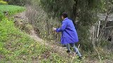 四川方言：老表心厚，几株麦子索赔五百，哪知打错了算盘！