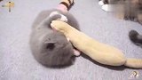 主人阻止两只打架的小奶猫，结果最后连主人也一起欺负！