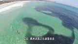 游客在海里游泳，突然一团黑影逼来，游客连忙爬上岸！