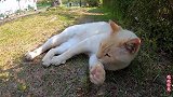 遇到一只很有个性的流浪猫，只让摸头，其它部位一律不行碰