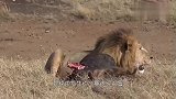 惨绝人寰！雄狮毫不留情地咬断母狮的脊梁,同伴赶紧出手制止