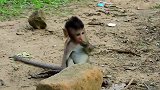小猴子打不赢就跑，聪明