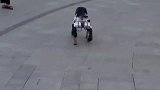哈士奇vs机器狗，二哈：外星狗入侵地球了