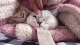 看小猫咪秒变其他小动物